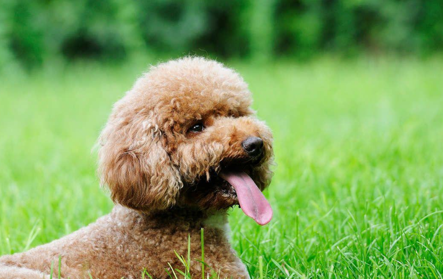 新手养狗：泰迪犬饲养方式