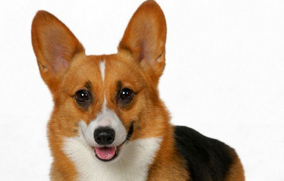 柯基犬一般是多少钱？什么样的价格是比较合适？