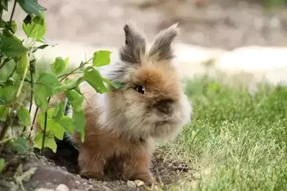 兔兔一天喂多少兔粮合适？兔兔饥饱感很差