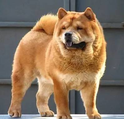 “中华田园犬”的种类有多少?田园犬都有哪些品种? “中华田园犬”的种类有多少?田园犬都有哪些品种?