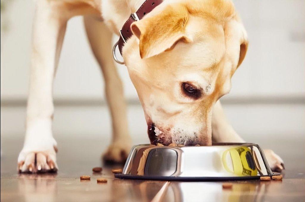 狗狗喂食的七大禁忌是什么？给狗狗喂食需要注意什么？