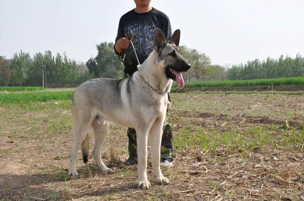 为什么狼青犬越来越受欢迎？狼青犬的优点多吗？