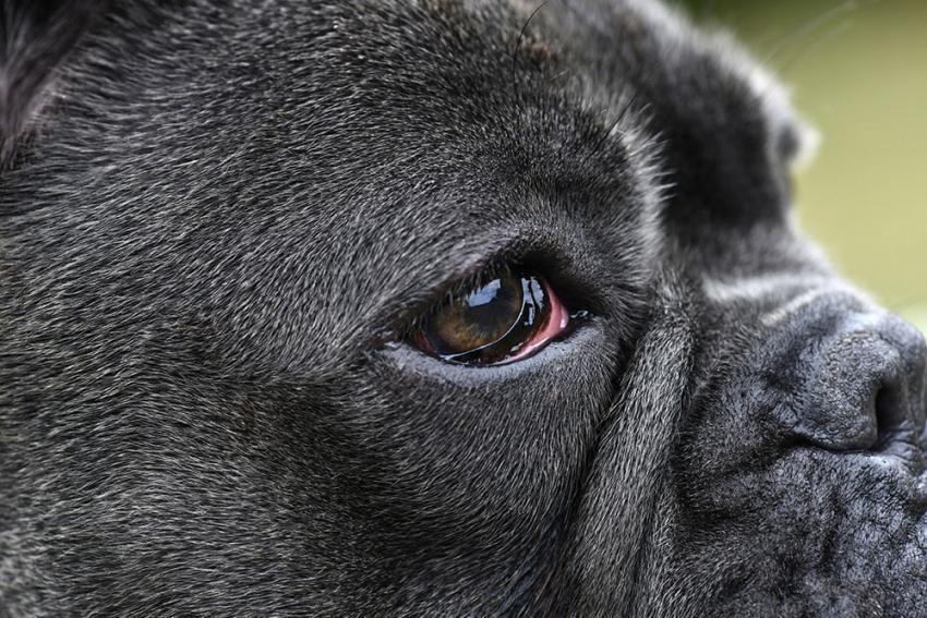 狗狗内眼角红肿？可能是患了樱桃眼，什么樱桃眼你知道吗？