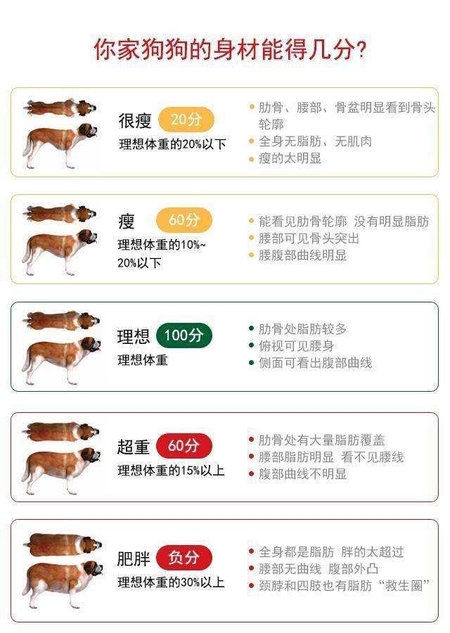 狗狗多少斤，才算得上是标准的体重？