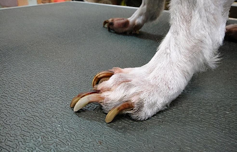 狗狗修剪指甲的技巧，这几点很关键，铲屎官得注意了！