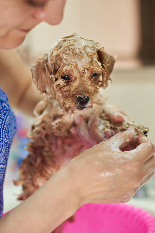 给泰迪犬洗澡需要注意什么？泰迪犬洗澡的7大误区，你有中招吗？