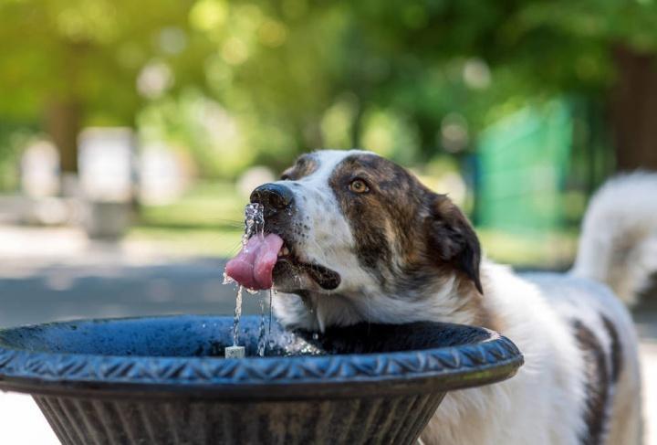 狗狗为什么大量喝水？狗狗一天需要喝多少的水？