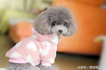 怎么挑选泰迪犬？决定泰迪价格高低的因素是什么？
