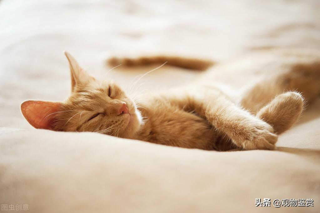 猫咪晚上会不会睡觉？猫的睡眠时间有多长？