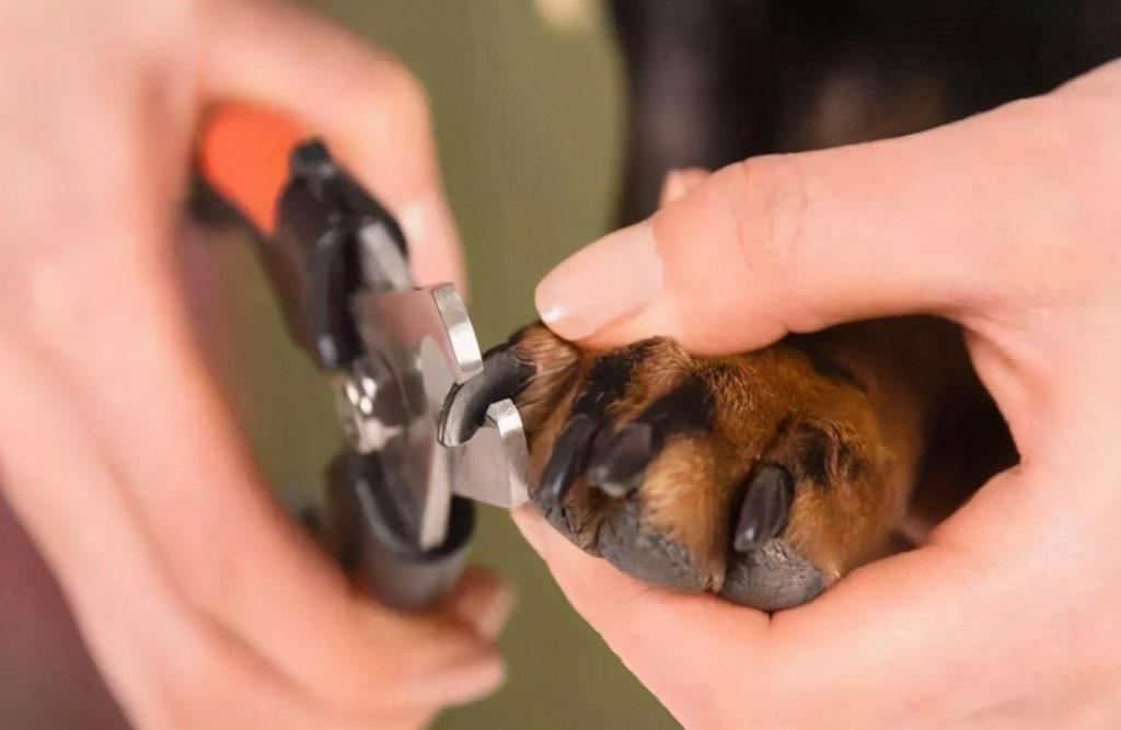 狗狗修剪指甲的技巧，这几点很关键，铲屎官得注意了！