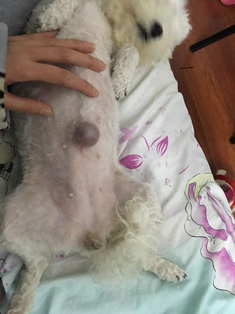 狗狗的脐疝为什么不建议在六个月之前做手术修复呢？