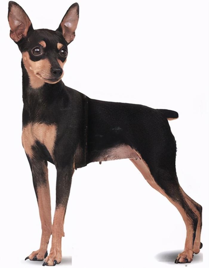 怎样使用正确的训练方法改掉小鹿犬的坏习惯？