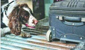在警犬界的缉毒、搜救、搜爆三个领域荣获第一的史宾格犬