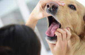 你会给狗狗刷牙吗？口腔问题很重要的！