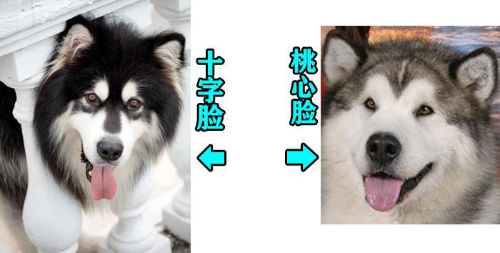 如何判断阿拉斯加犬是不是纯种?5种方法判断阿拉斯加犬是不是纯种 如何判断阿拉斯加犬是不是纯种?5种方法判断阿拉斯加犬是不是纯种