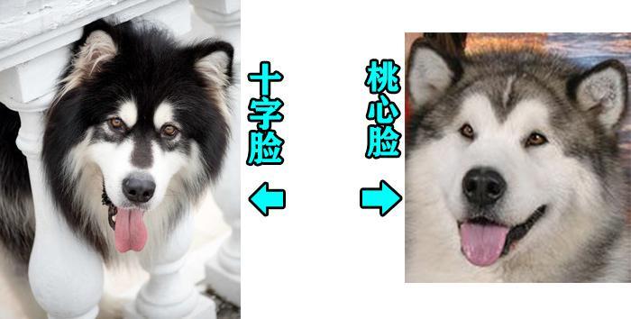 如何判断阿拉斯加犬是不是纯种？5种方法判断阿拉斯加犬是不是纯种