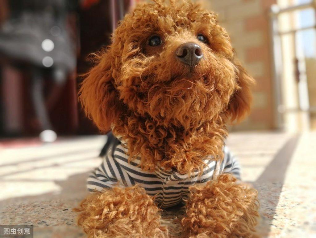 盘点泰迪犬一生经历的5个不同时期,看完后,让人忍不住泪目! 盘点泰迪犬一生经历的5个不同时期,看完后,让人忍不住泪目!