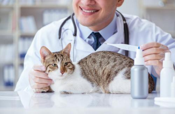 猫传腹检查的各项费用，查猫传腹需要多少钱？