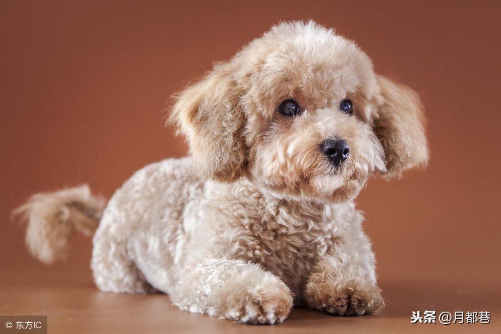 茶杯泰迪犬好养吗？茶杯泰迪犬的价格高吗？