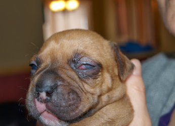 什么是初生犬结膜炎？感染后失明几率高吗