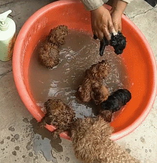 给泰迪犬洗澡需要注意什么?泰迪犬洗澡的7大误区,你有中招吗? 给泰迪犬洗澡需要注意什么?泰迪犬洗澡的7大误区,你有中招吗?