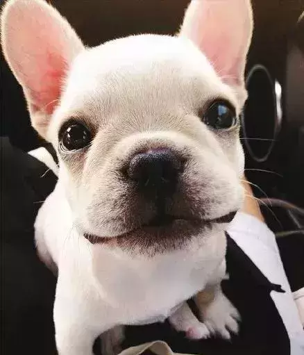 为什么都作为宠物犬法牛会如此贵?怎样挑选一只品相好的纯种法牛? 为什么都作为宠物犬法牛会如此贵?怎样挑选一只品相好的纯种法牛?