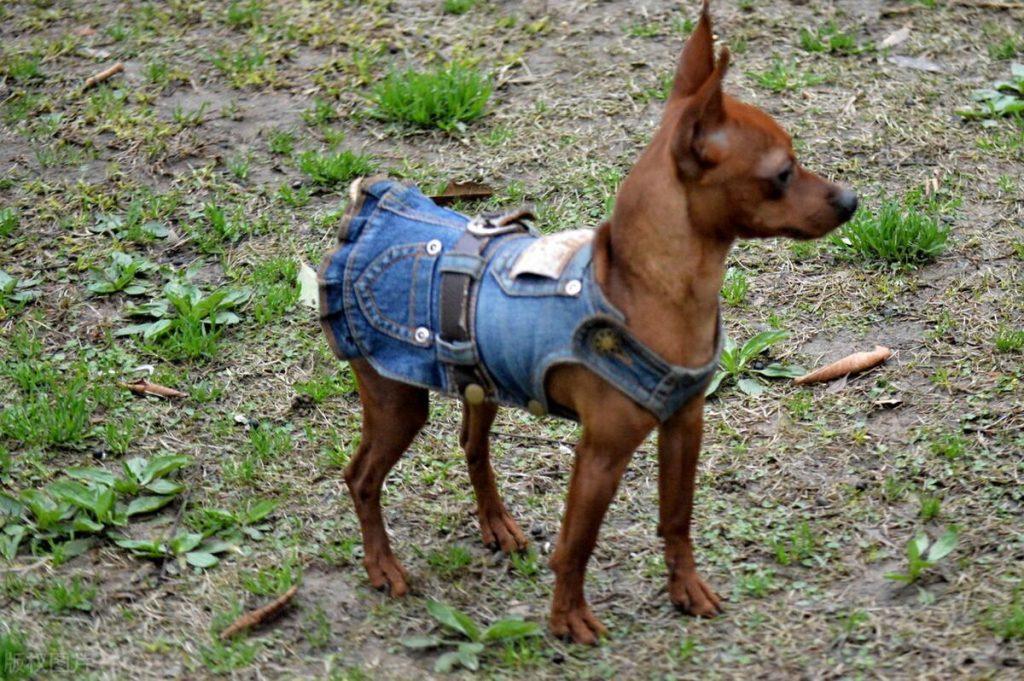 怎样使用正确的训练方法改掉小鹿犬的坏习惯？