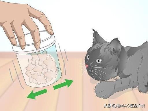 在家里如何辨别猫咪发烧？可以在家这样量体温