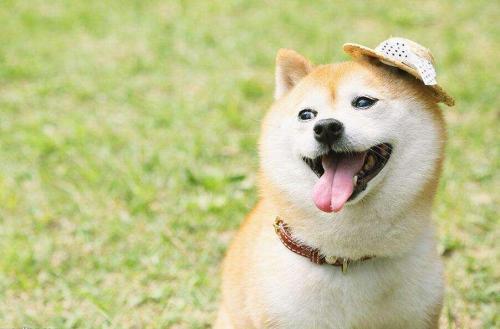 柴犬妊娠期大概是多少天？柴犬怀孕期间会有什么反应
