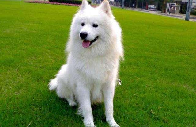 区分萨摩耶犬和银狐犬的方法（萨摩耶犬和银狐犬的差别）