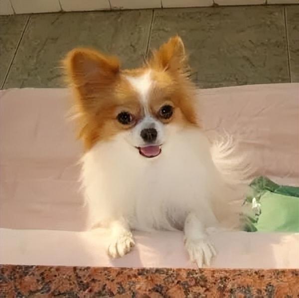 你家的蝴蝶犬多少钱呢？鉴定蝴蝶犬的方法有哪些？