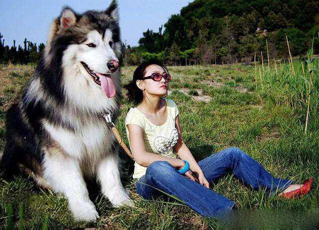 如何判断阿拉斯加犬是不是纯种?5种方法判断阿拉斯加犬是不是纯种 如何判断阿拉斯加犬是不是纯种?5种方法判断阿拉斯加犬是不是纯种