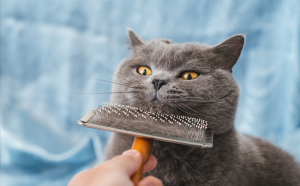 如何饲养英国短毛猫？