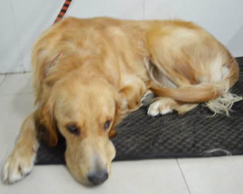 金毛犬常见症状及防治汇总，养金毛的宠物主人收藏了