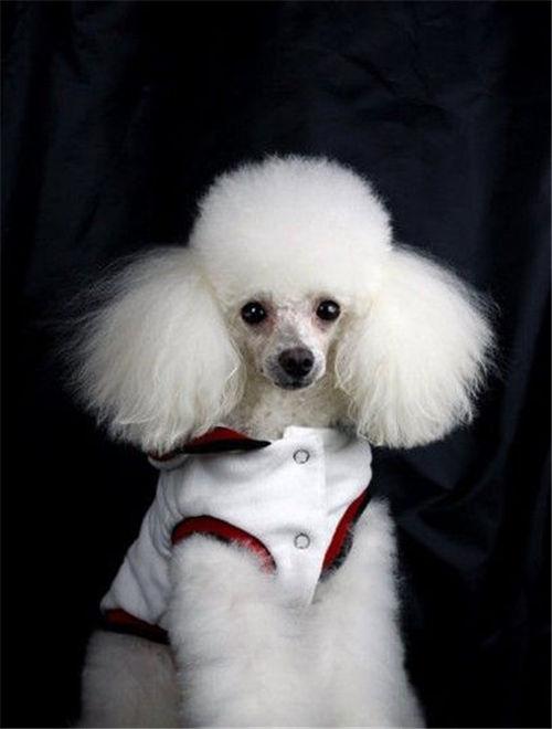 如果贵宾太胖了怎么办呢？如果贵宾犬太瘦了的原因是什么？
