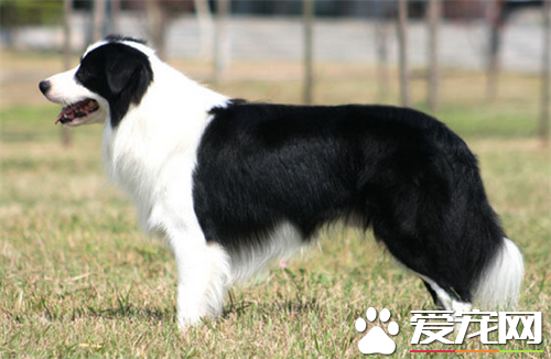 怎么训练边境牧羊犬的呢？边境牧羊犬训练站立