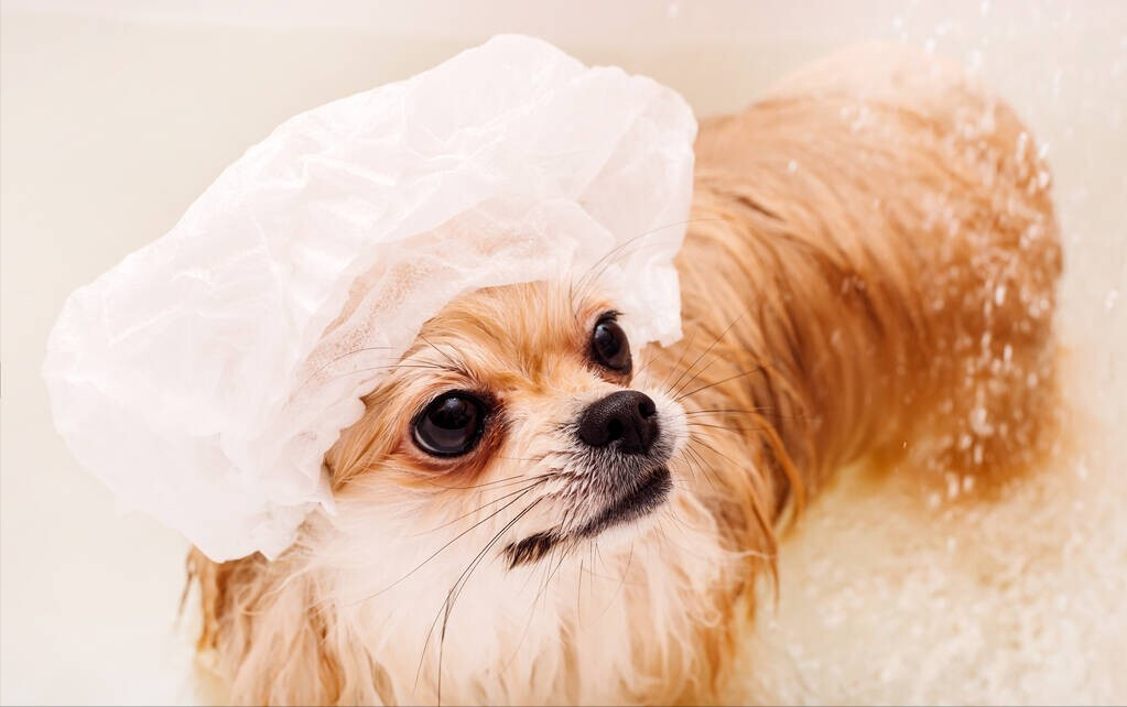 如何养好一只博美犬？环境卫生很重要
