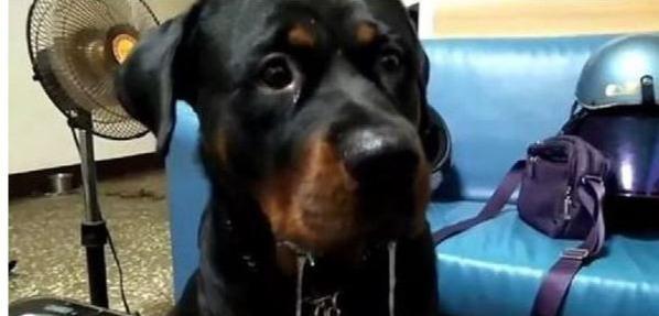 再优秀的罗威纳犬，也有不靠谱的时候，你知道它的缺点吗？