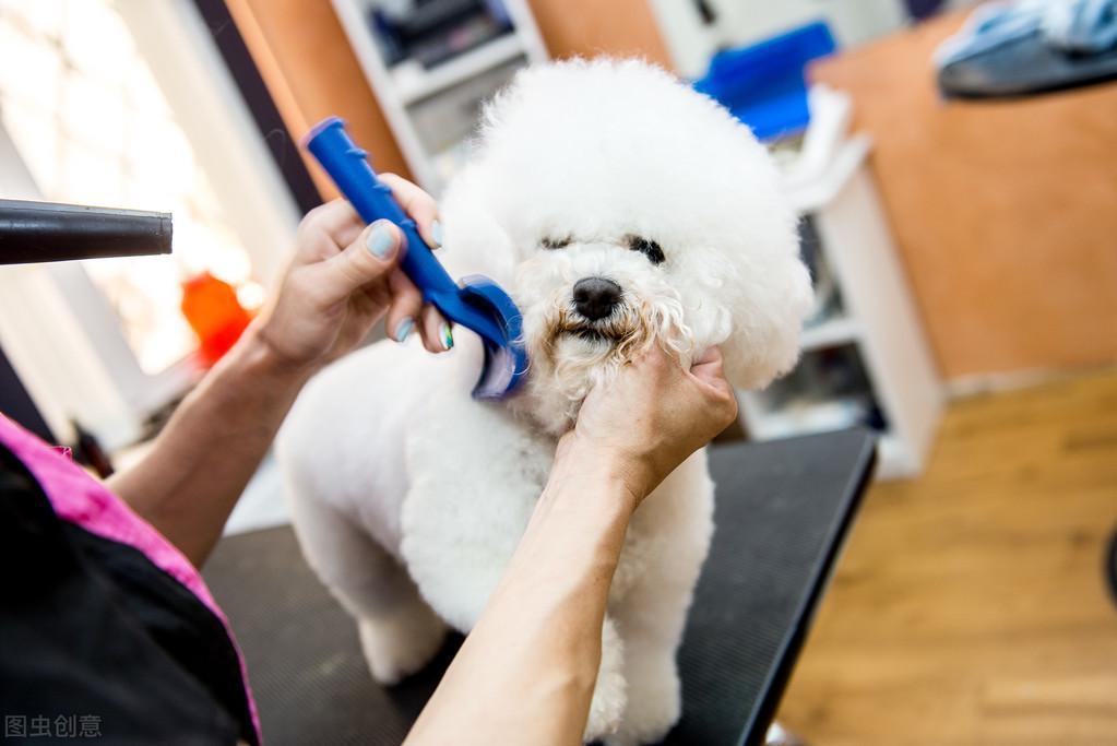 你家比熊现在几岁了呢？比熊犬一生5大时期，饲养指南