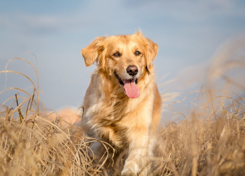 金毛成犬吃什么狗粮最好？现在市面上的狗粮可分为哪几种？