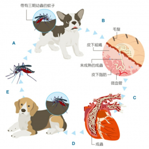 了解猫狗这6种常见体内寄生虫，怎么去预防它？
