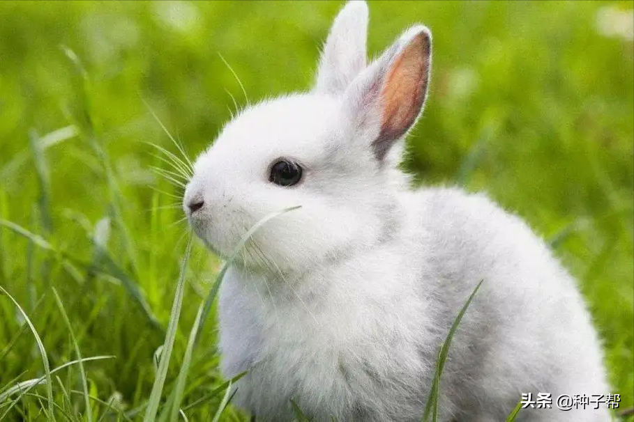 什么草适合养兔子食用提摩西草到底有哪些特点呢？？提摩西好消化