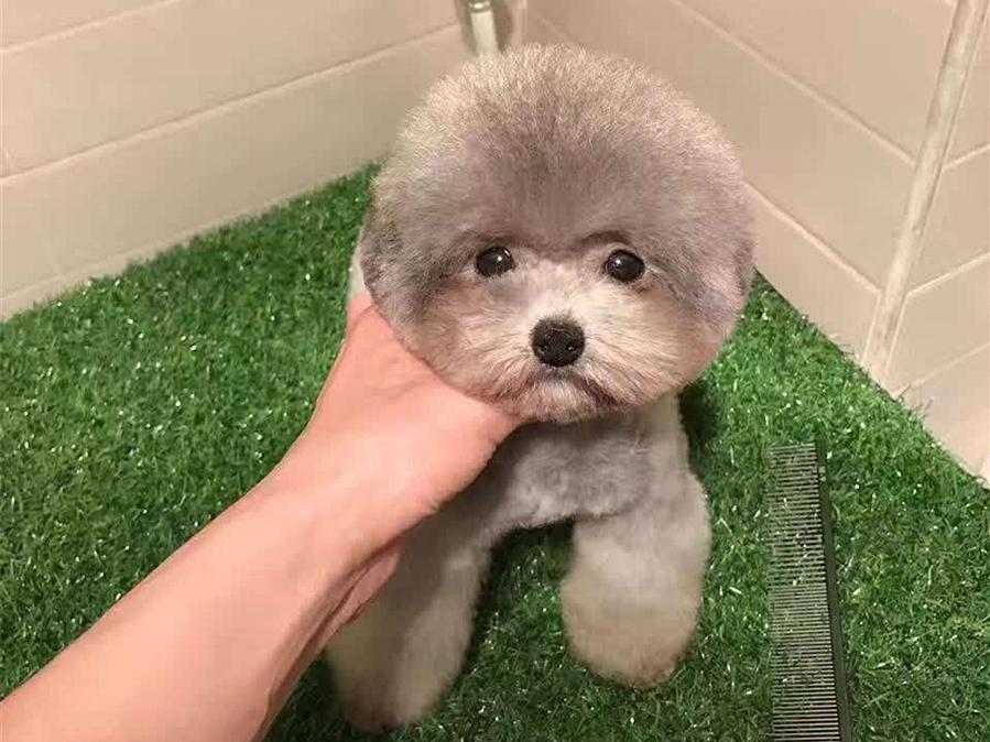 茶杯犬好养吗？（茶杯犬饲养注意事项）