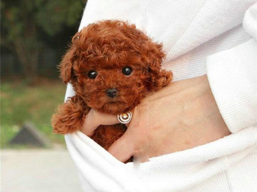 茶杯犬好养吗？（茶杯犬饲养注意事项）