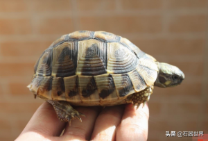 宠物龟之常见陆龟你它们的年龄你知道么？