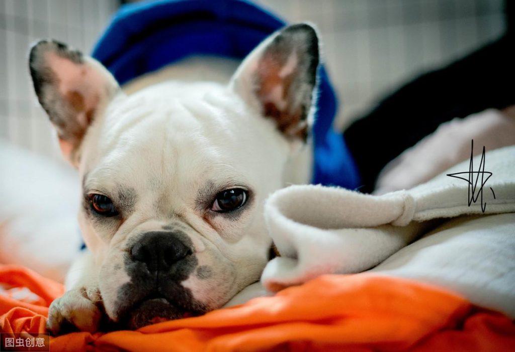 想知道法斗犬几岁,要如何去判断?宠主可以从这5个方面去判断 想知道法斗犬几岁,要如何去判断?宠主可以从这5个方面去判断