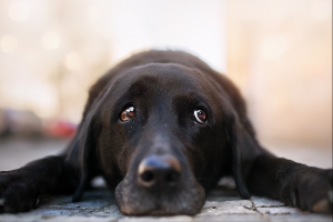 养狗家庭常备的5类药分别是什么？