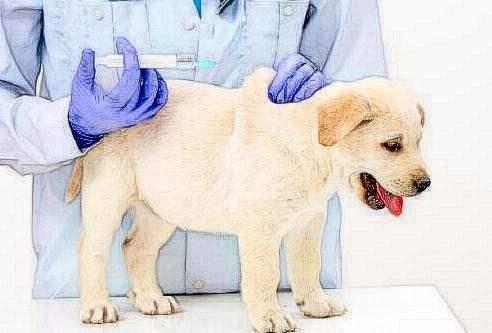 狗狗的疫苗知识百科全解，狗狗需要打什么疫苗？