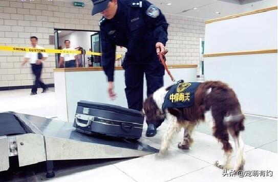 史宾格犬在警犬界的缉毒、搜救、搜爆三个领域荣获第一