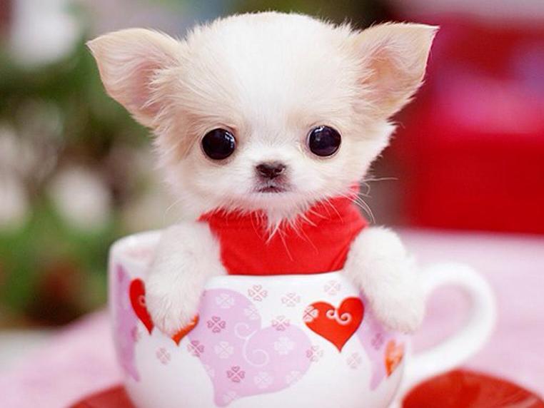 茶杯犬好养吗？（茶杯犬饲养注意事项）